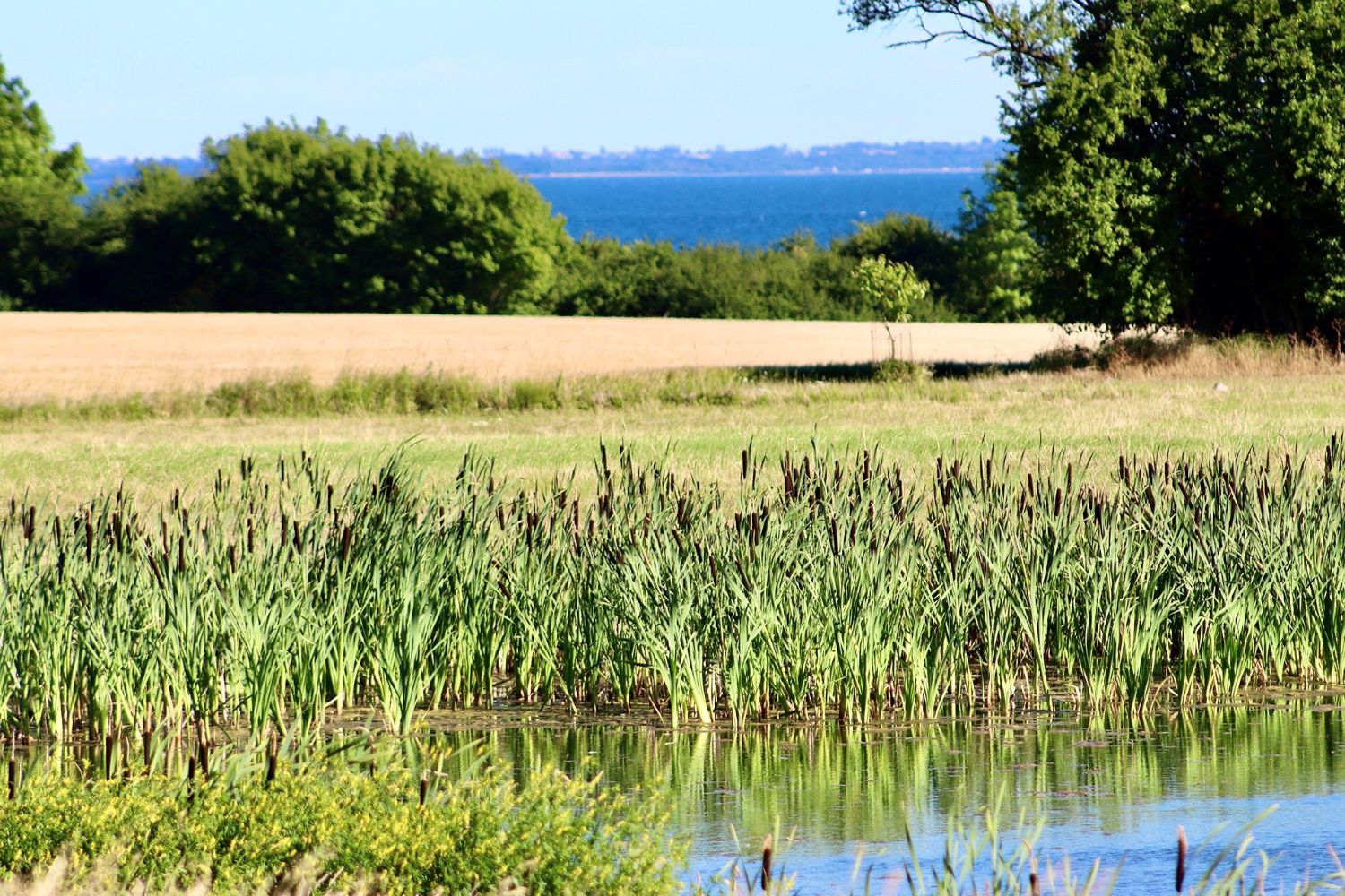 Kysthaven grund udsigt til havet - top 5